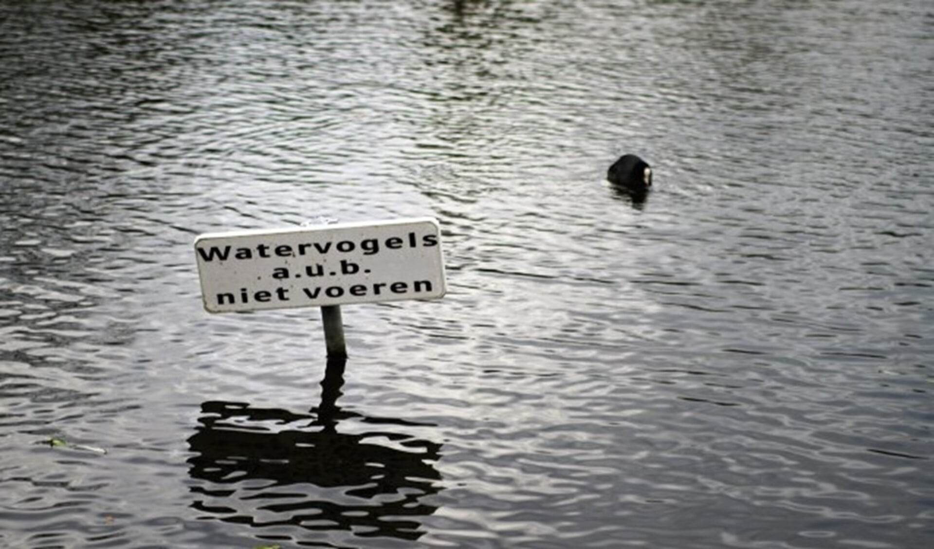 De gemeente probeert o.a. door het plaatsen van borden het voeren van watervogels te ontmoedigen. Foto; Robbert Roos
