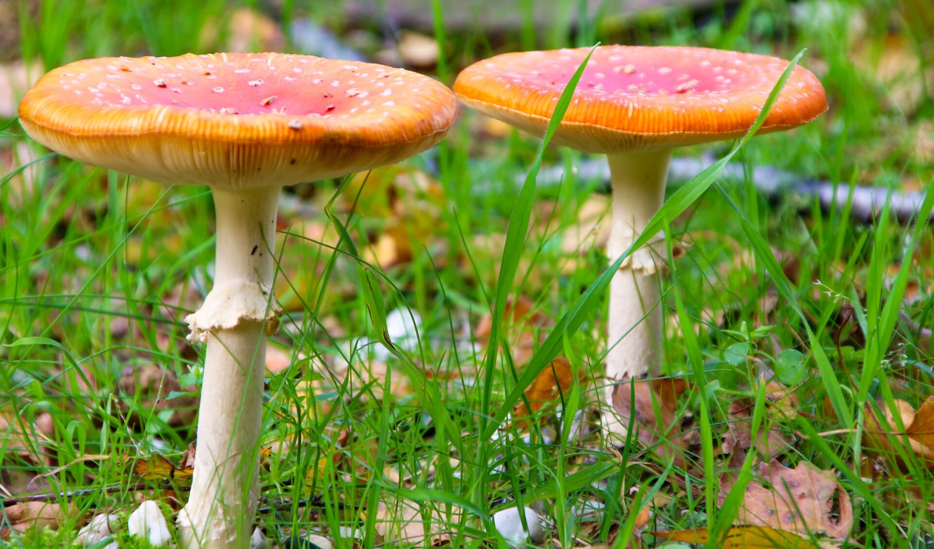 Vliegenzwammen: rood met witte stippen... (foto: Cindy Bijnsdorp)