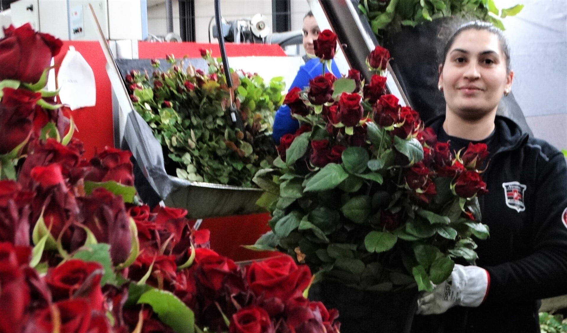Aneta werkt met veel plezier in de moderne rozenkwekerij en laat trots de 'liefdesroos' zien.