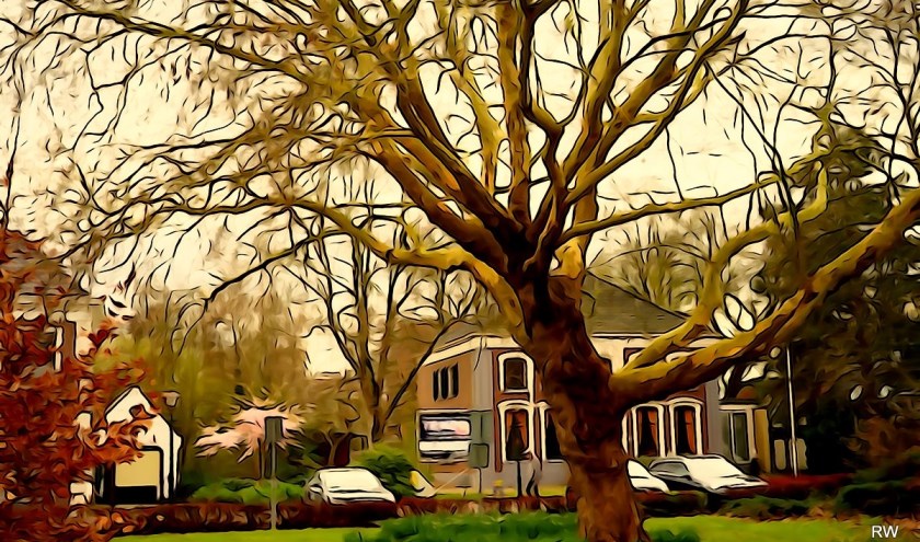 Een prachtige monumentale Plataan (plantjaar 1945), tegenover het voormalige stadsmuseum in de Dorpsstraat. Tekst en illustratie: Rob Wiewel