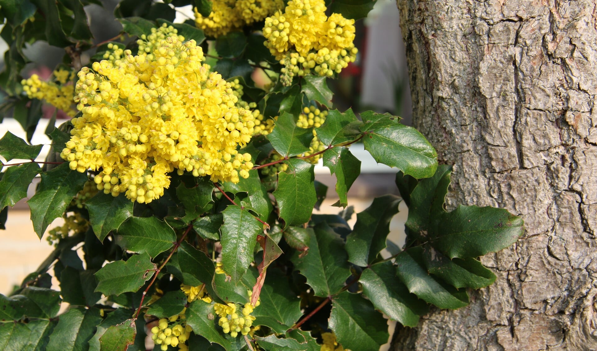 De mahonie heeft zoetgeurende gele bloemen (foto: Caroline Elfferich)