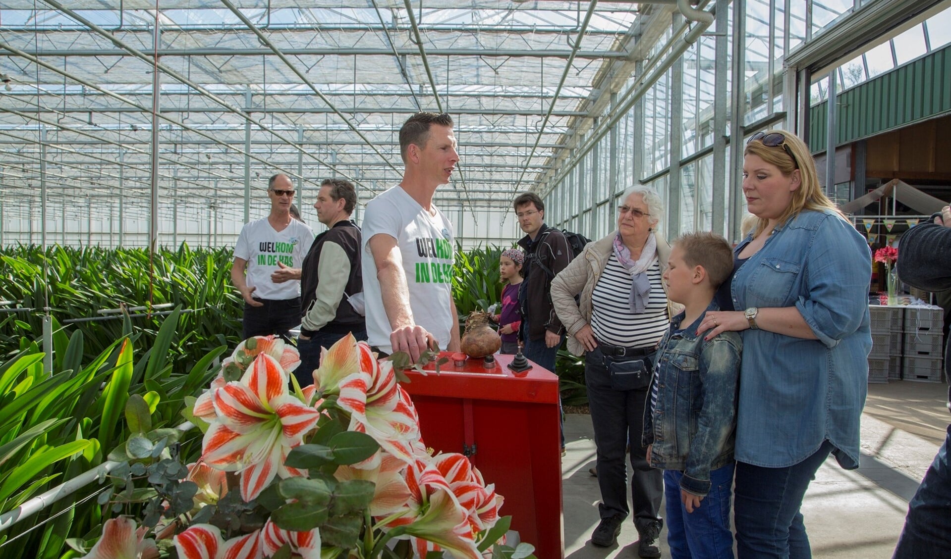 Zo groeit een amaryllis. (foto: Rolf van Koppen)