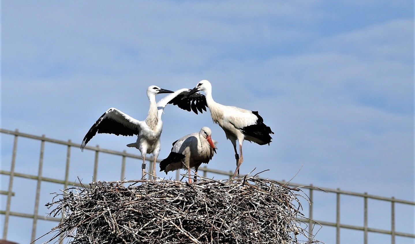 Ooievaars op het nest bij molen De Vlieger in Voorburg (archieffoto Caroline Walta).