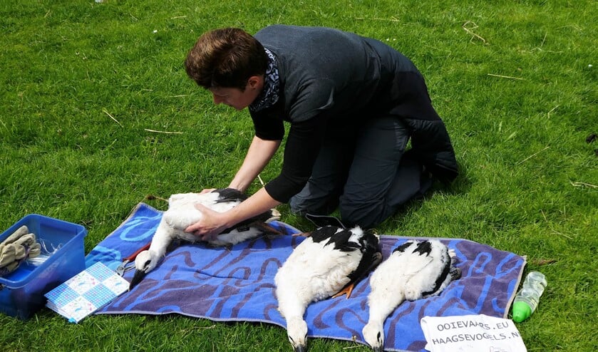 De jonge ooievaars worden geringd en opgemeten (foto: Marian Turkesteen).