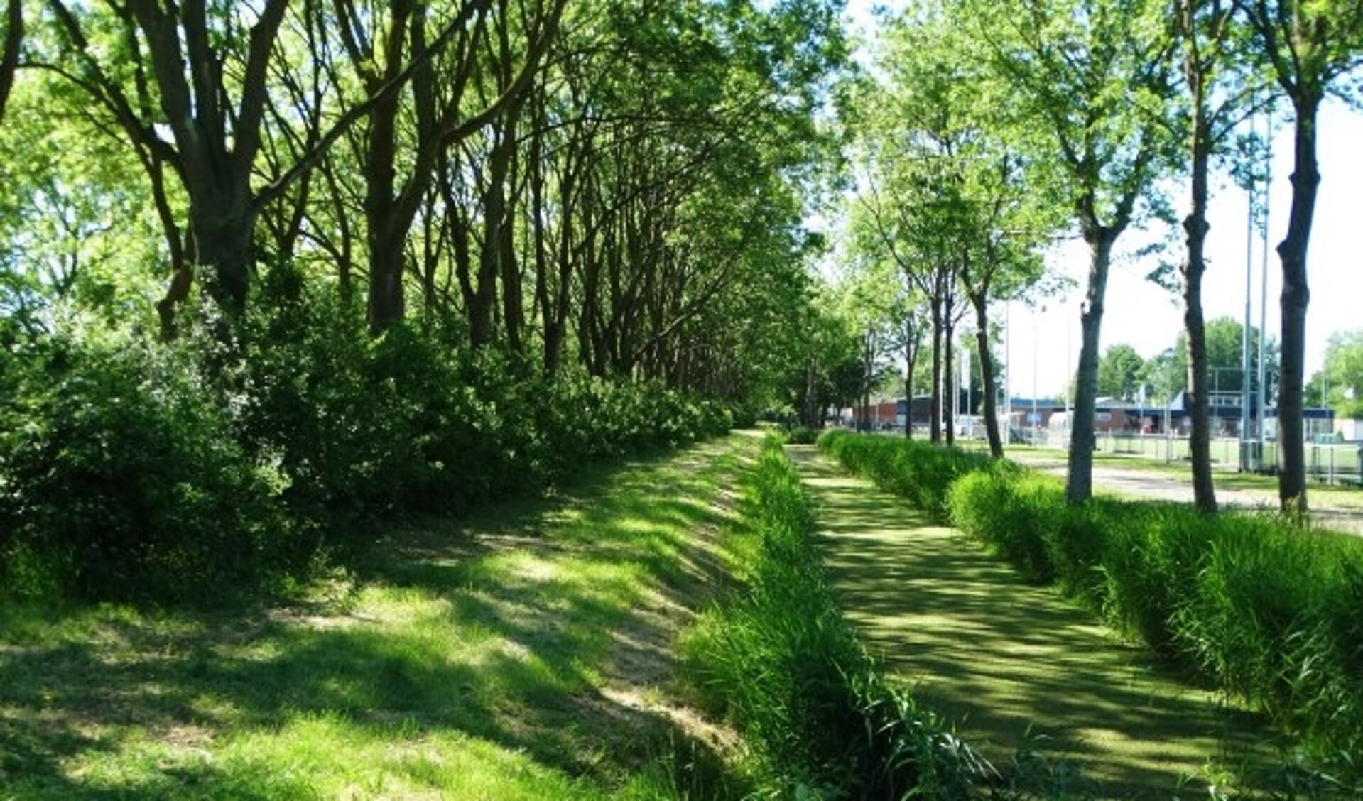 De bomenrij aan de Merenweg.