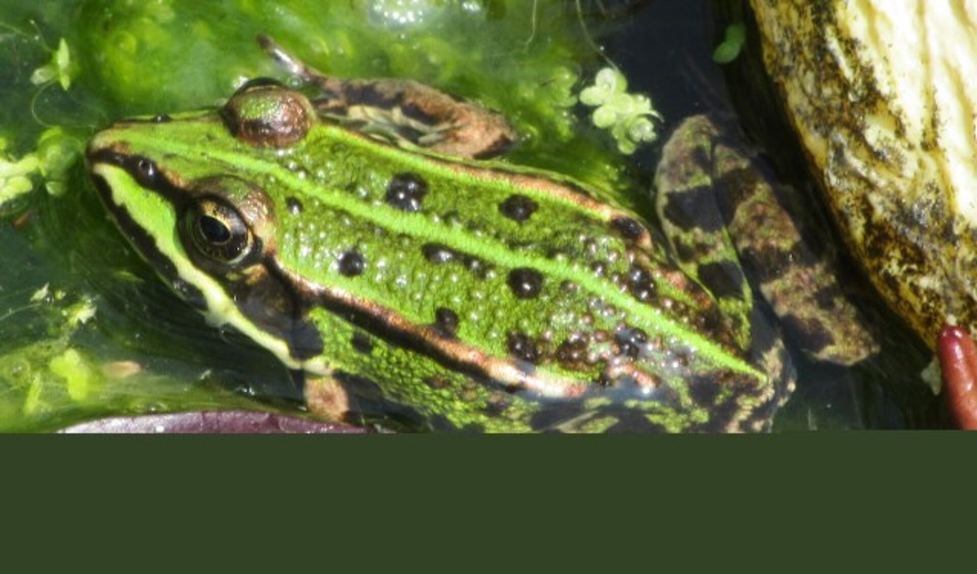 Groene kikkers zijn echte waterdieren en dol op zonnebaden. (Foto: Jan van der Sman)