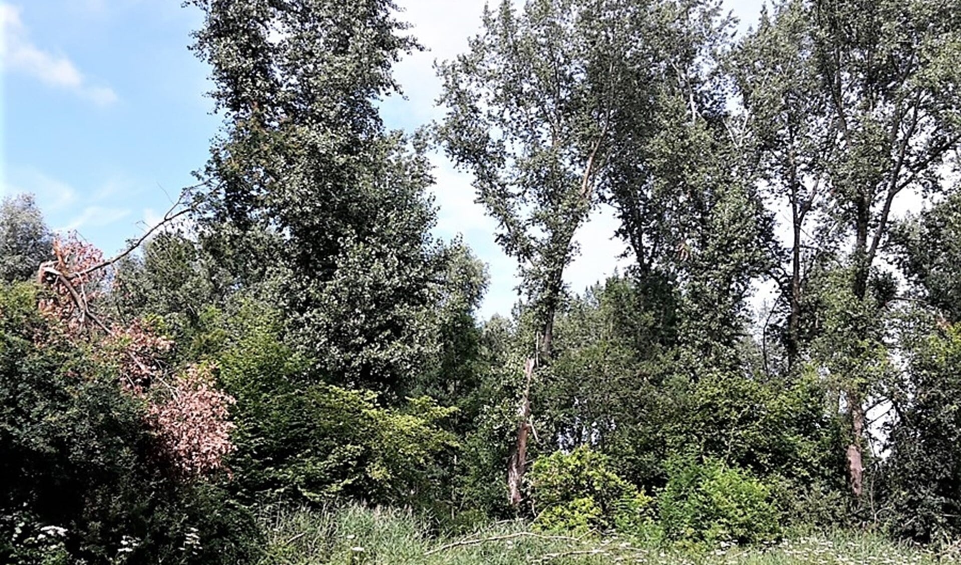 Een groot deel van de bomenpopulatie in Vlietland verkeert in slechte staat (foto: pr SBB).