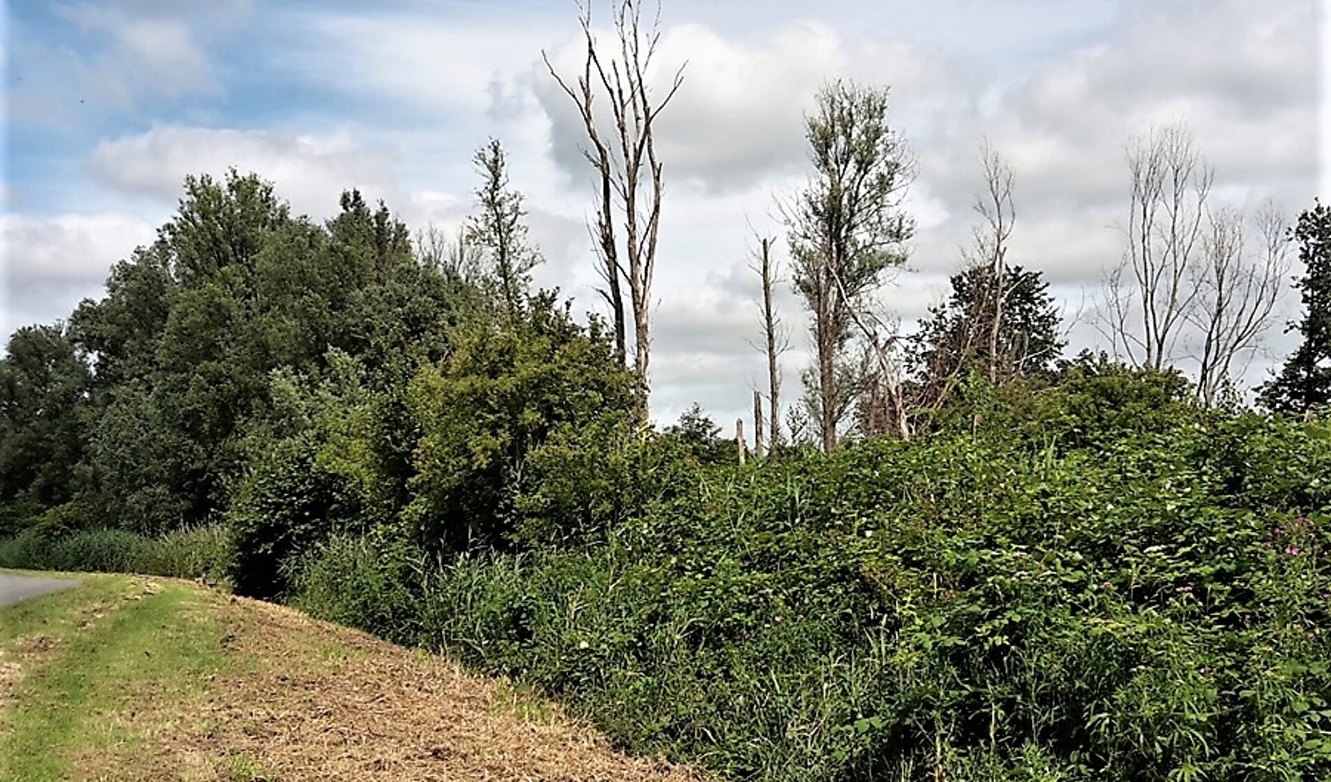 Aangestaste bomen in recreatiegebied Vlietland (foto: pr Staatsbosbeheer).