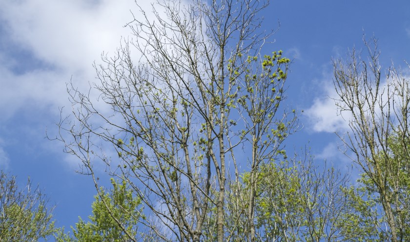 Een groot deel van de essen zijn zwaar aangetast door de agressieve schimmelzieke essentaksterfte waardoor ze spontaan kunnen omvallen. Foto: Gerard van Breemen / Staatsbosbeheer