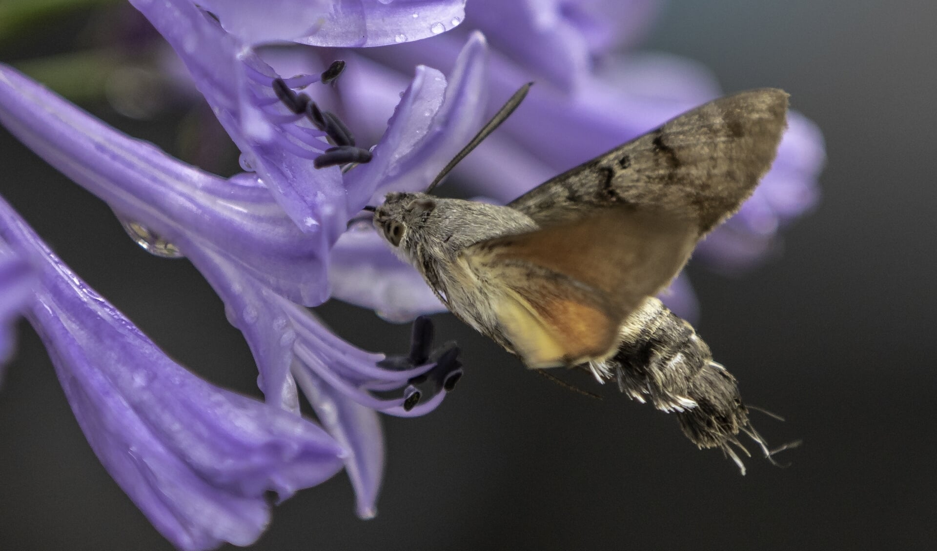 Kolibrievlinder drinkt nectar uit agapanthus bloem. (foto: Petra van der Zande)