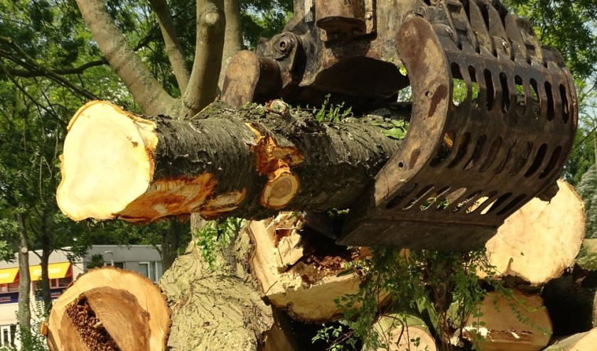 Boombehoud of toch maar bomenkap? Foto: Rob Wiewel