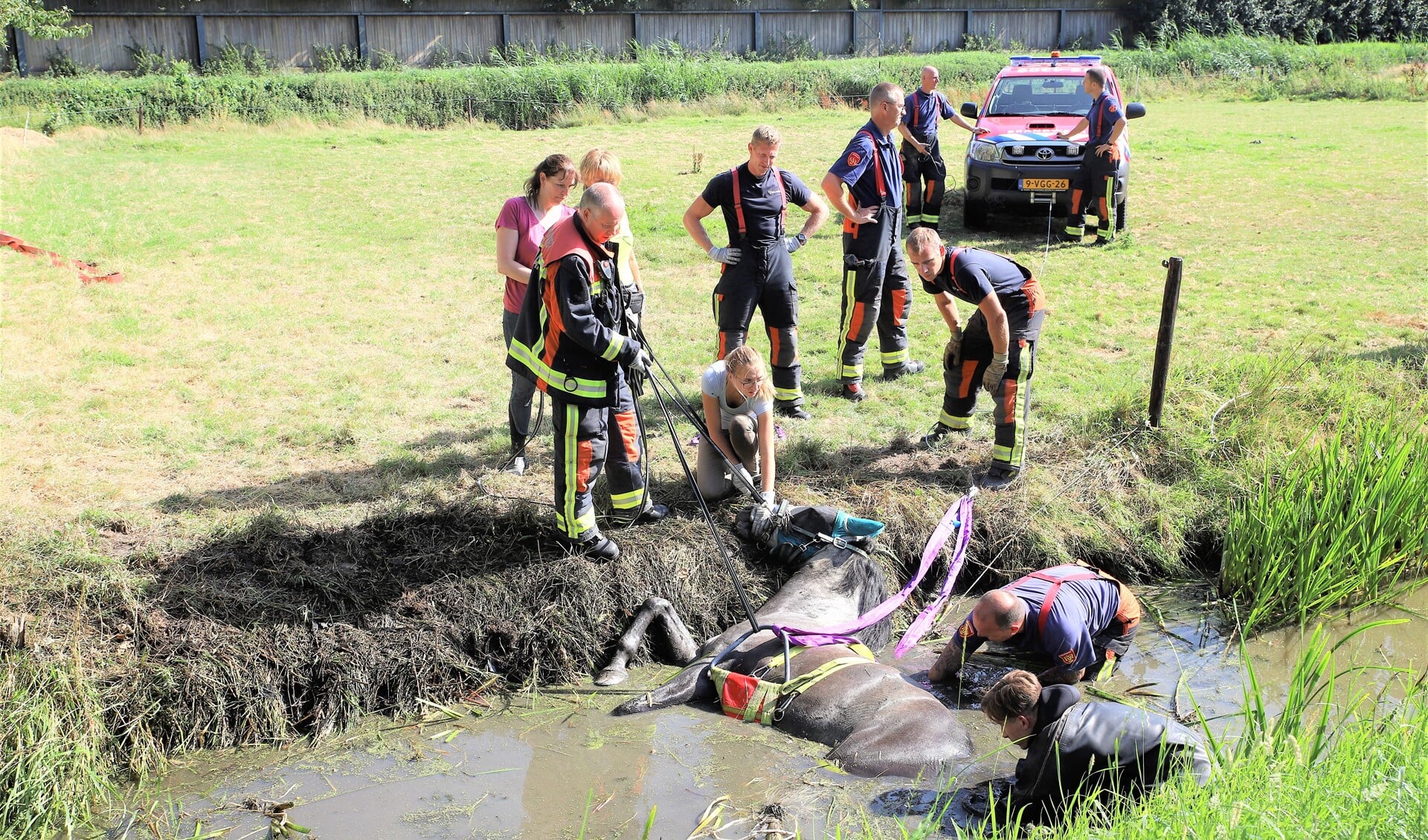 Voordat het dier uit het water wordt getrokken worden eerst de banden op zijn plaats gebracht (foto: Regio15/Koen Jongen).