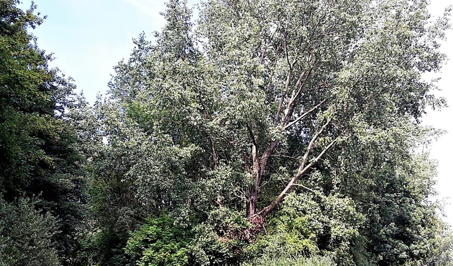 Aangetaste bomen in recreatiegebied Vlietland (foto: Staatsbosbeheer).