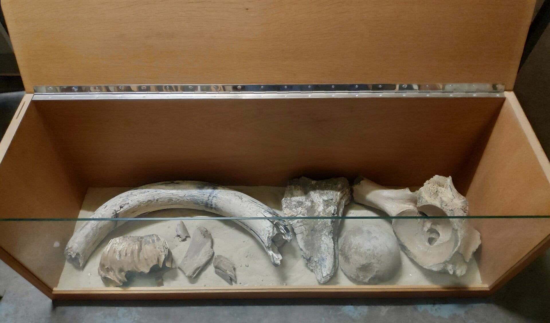 Vitrinekist met mammoetbotten, gevonden tijdens aanleg Tolhek. (foto: Paul Hogervorst)