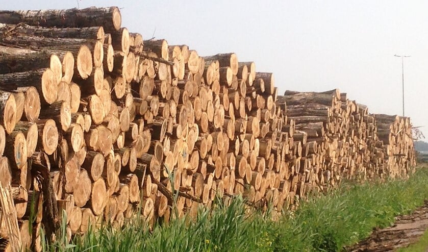Gekapte bomen in Vlietland (archieffoto: Ton Lassche).