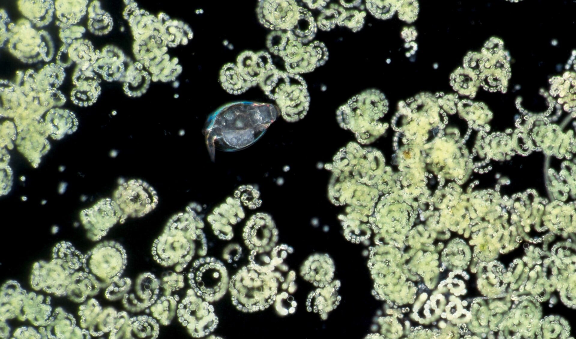 Kolonies blauwalgen en roeipootkreeftje uit de Berkelse plas (foto: Wim van Egmond)