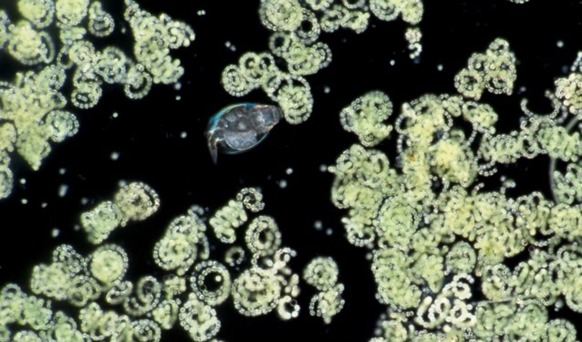 Kolonies blauwalgen en roeipootkreeftje uit de Berkelse plas. (Foto: Wim van Egmond)