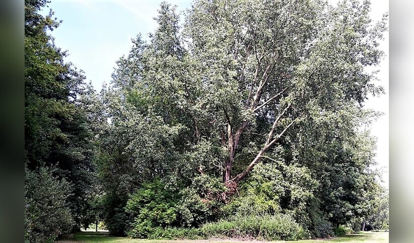 Aangetast bosperceel in Vlietland (foto: Staatsbosbeheer).