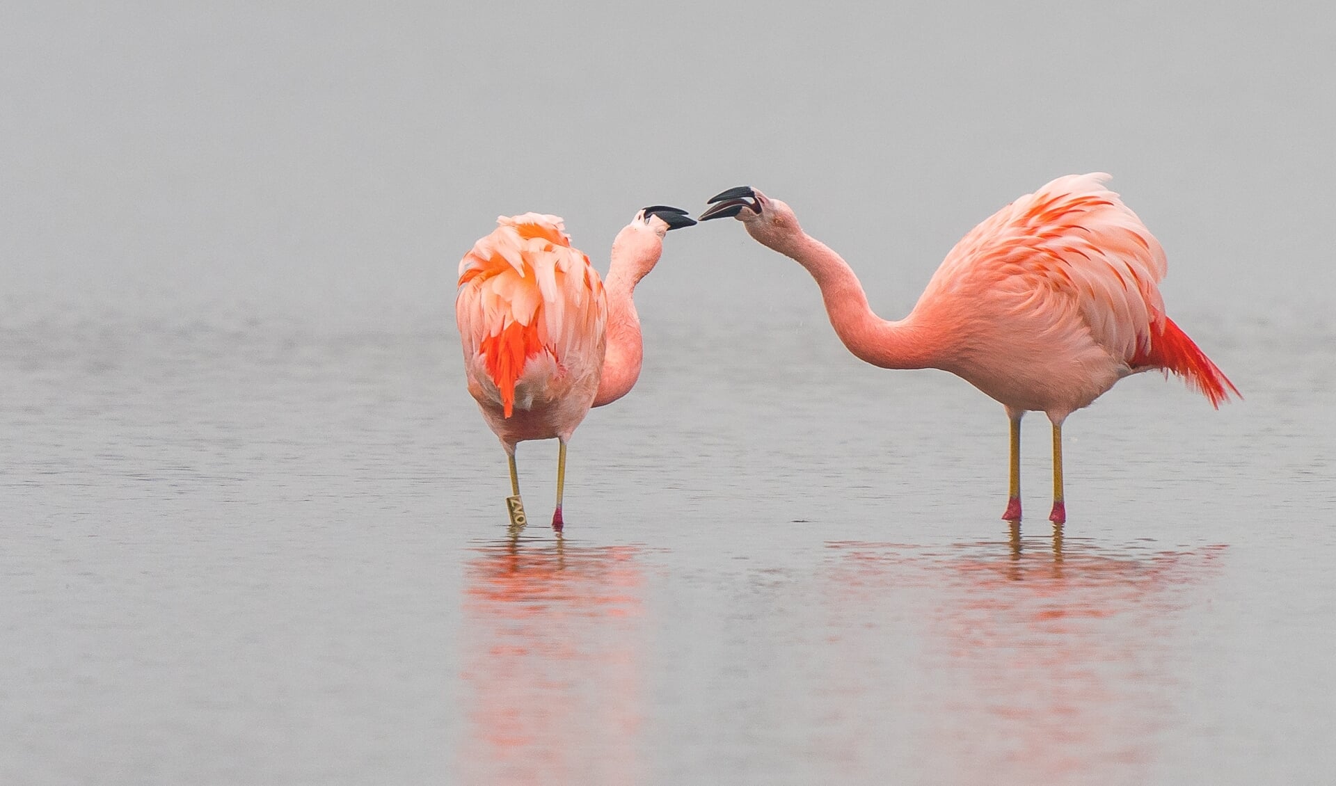 Communicatie tussen twee Chileense flamingo’s (foto: Peter Meurs)