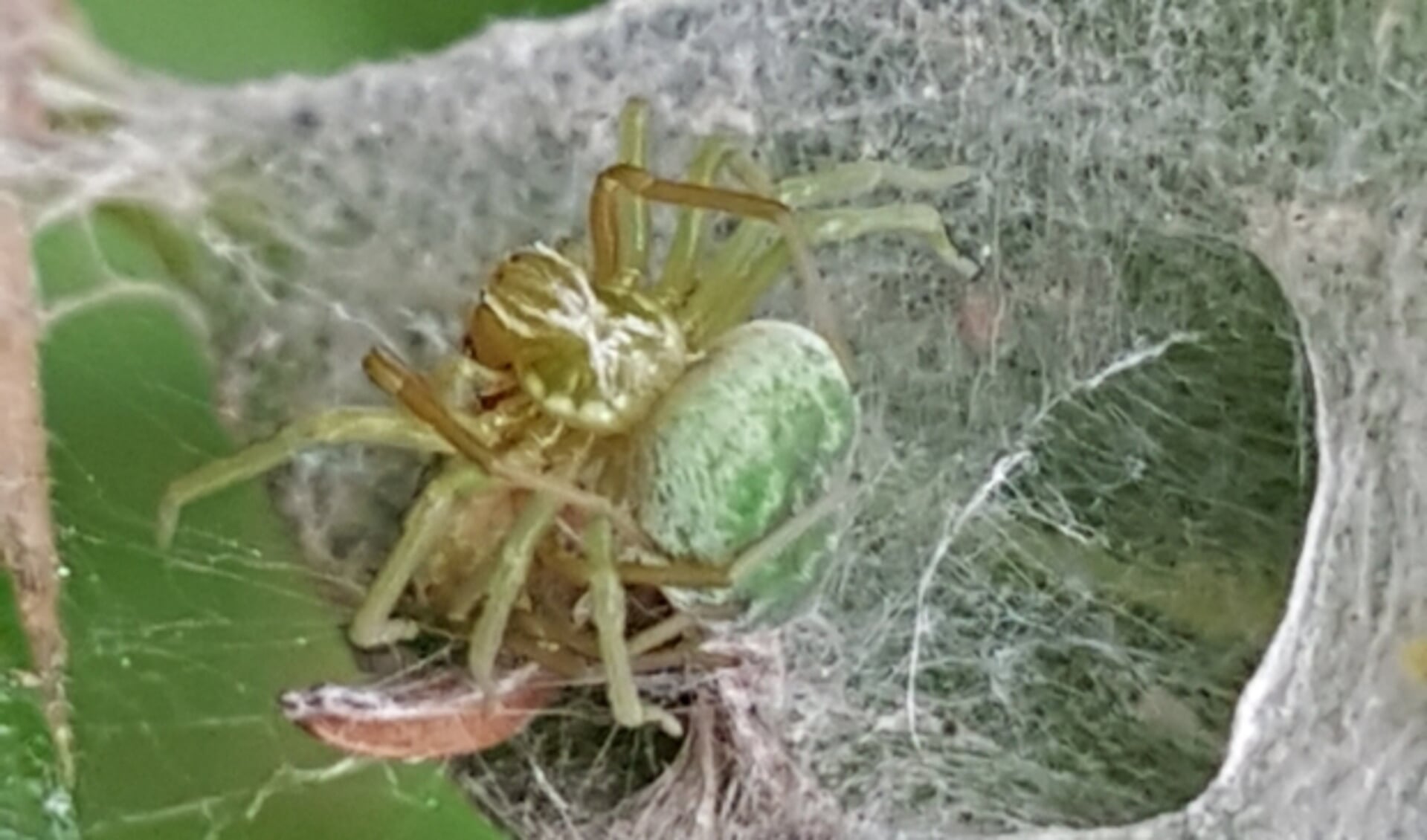 Web met parende kaardertjes en het achterlijf van een insect. (Foto: Fred de Haas)