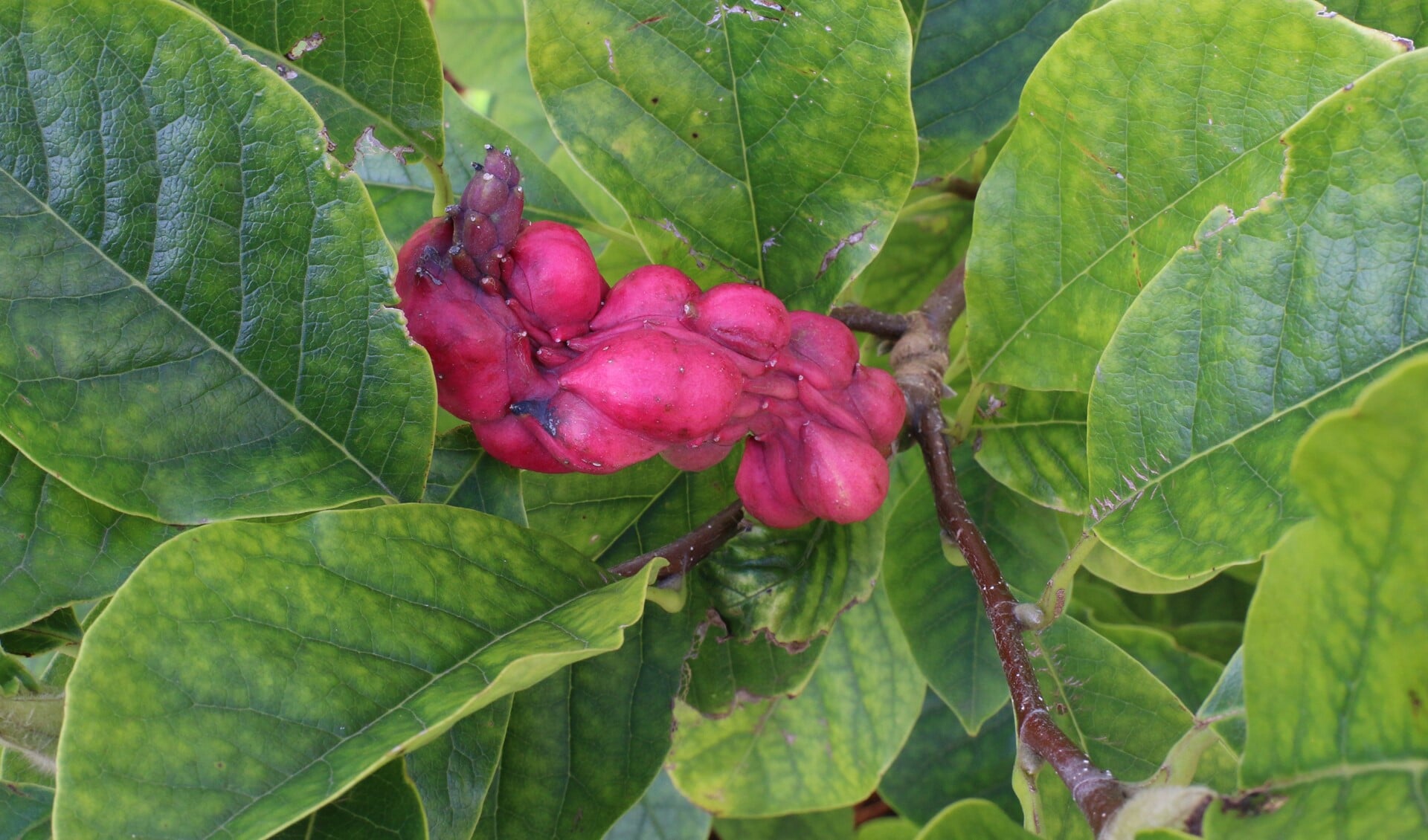 De vrucht van een magnolia is vaak onregelmatig van vorm. (Foto: Caroline Elfferich)
