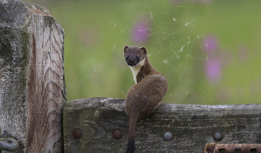De hermelijn heeft een zwarte punt aan de staart. (foto: Gerard de Hoog)