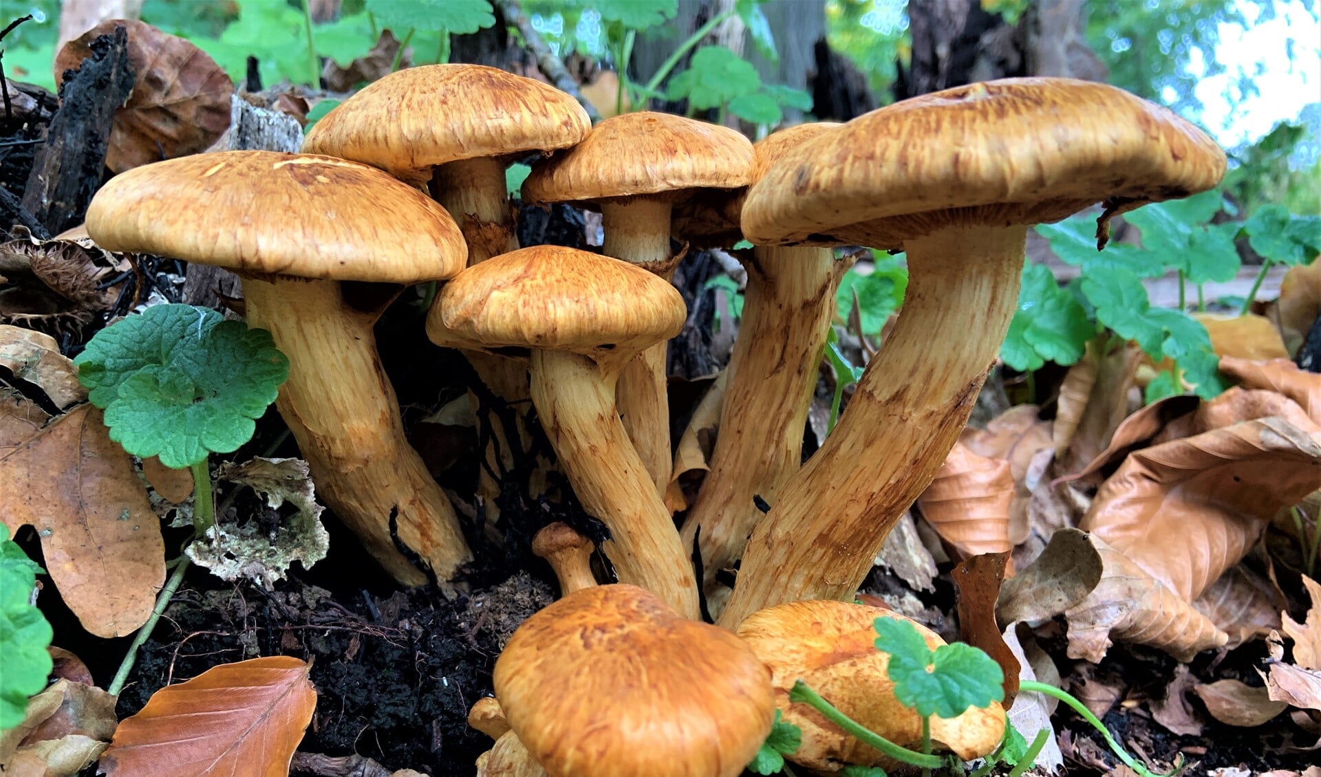 Tijdens de herfstvakantie kun je op het Landgoed Duivenvoorde volop op zoek naar paddenstoelen  (foto: Toos Ramakers).