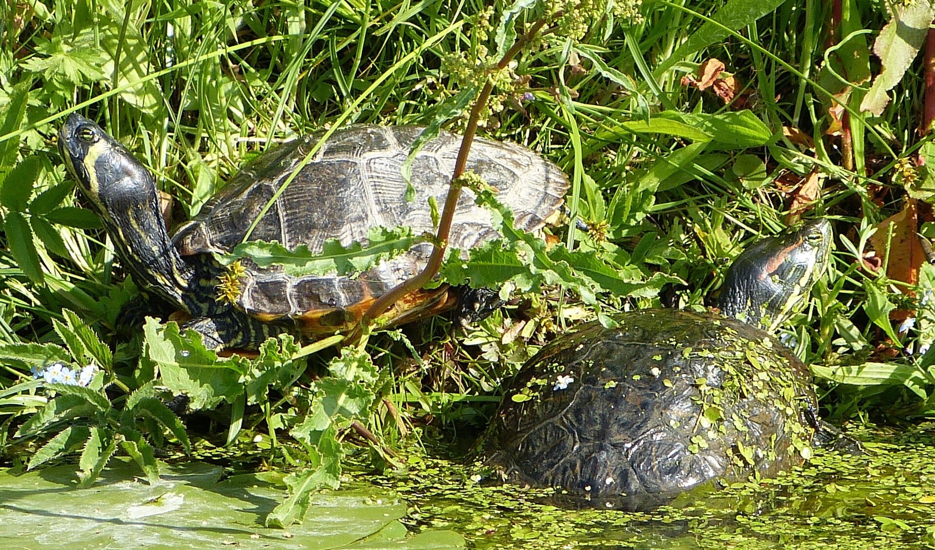 Een geelbuik- en een roodwangschildpad (foto: Raymond van der Ham).
