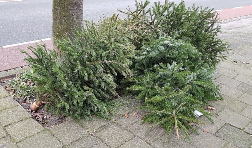 <p>Vanaf volgende week kunnen kerstbomen (op twee dagen) weer bij de gemeente worden ingeleverd (foto: gemeente LV).</p>