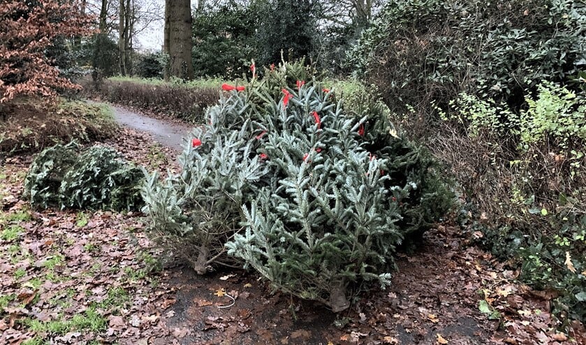 <p>De kerstbomen die nu in het park zijn gedumpt (foto aangeleverd als algemene persfoto).</p>