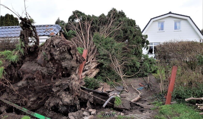 Boom om op Rietvinklaan (foto: J. Borrie).