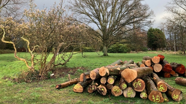 Kap 540 bomen volgens gemeente noodzakelijk