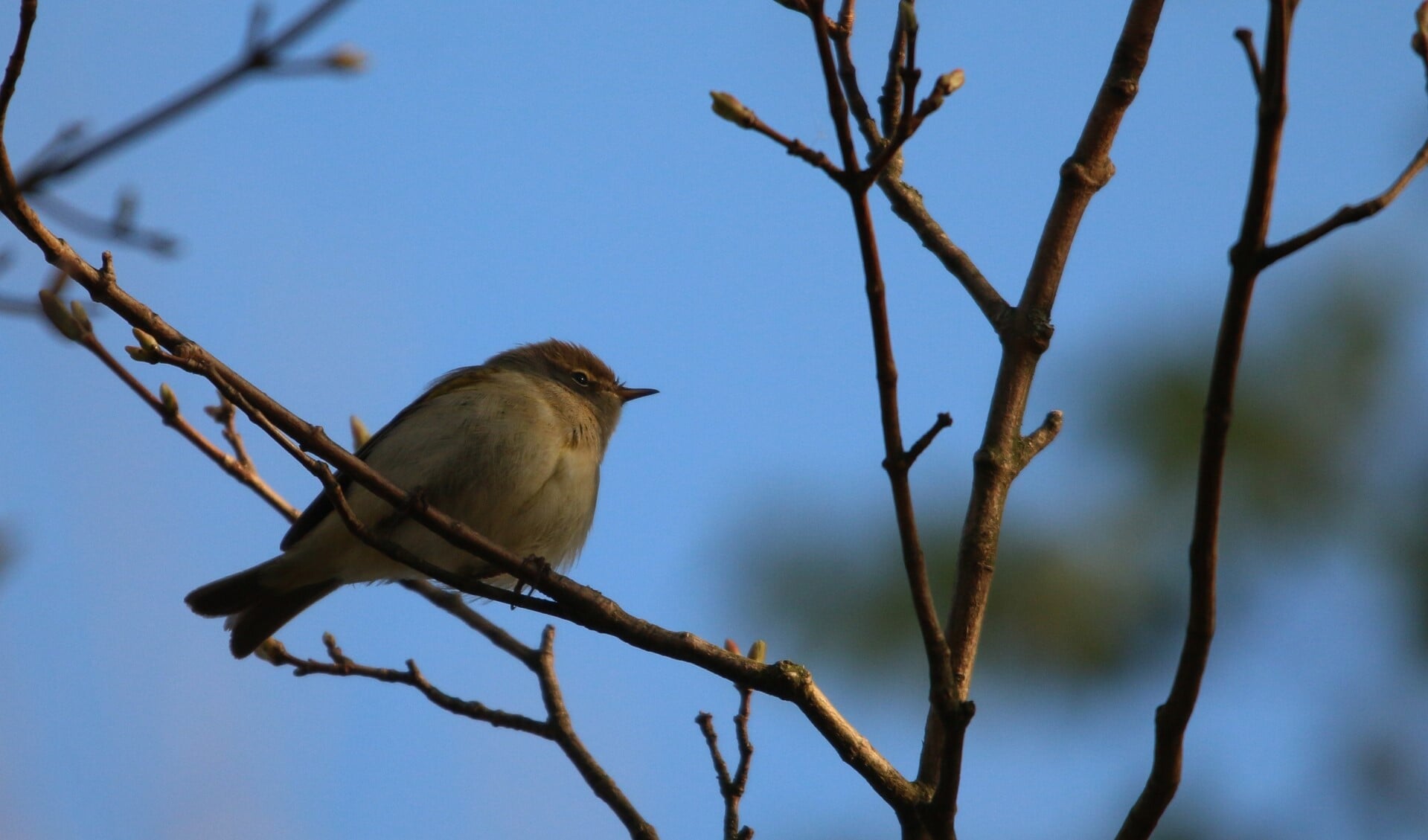 Een tjiftjaf is een kleine bruine vogel die zijn eigen naam zingt (foto: Peter Elfferich)