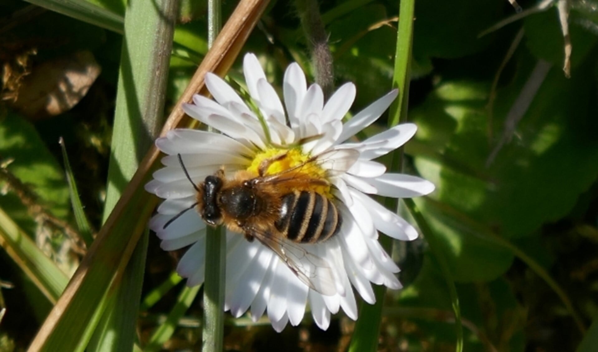 Uw tuin bijvriendelijker maken? Doe mee aan de actie van Bee Friendly. U kunt een gratis zakje zaad met wilde bloemen aanvragen. Kijk eens op www.kro-ncrv.nl/beefriendly. Foto: Grasbij op madeliefje. Fotograaf: Tilly Kester.