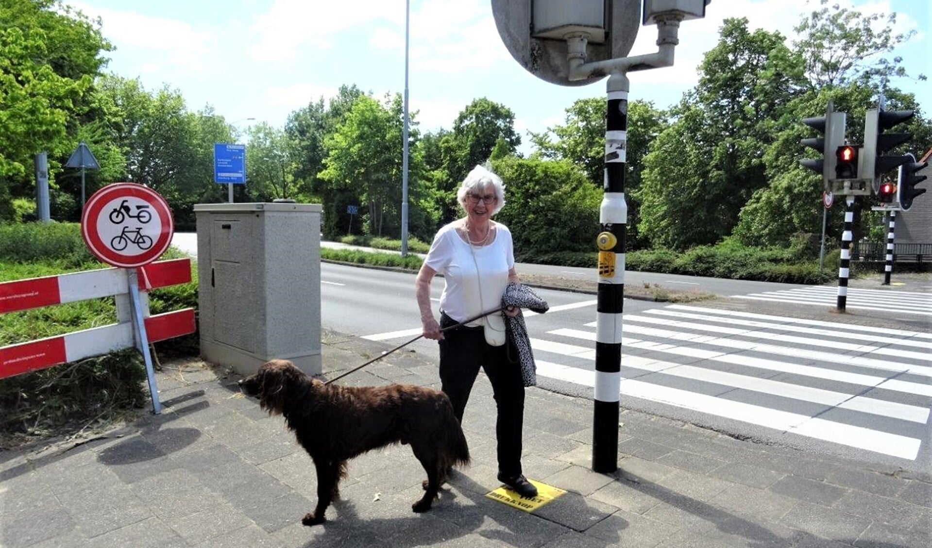 Een vrouw uit Voorburg die haar hond uitlaat maakt al dankbaar gebruik van de voetdrukknop bij het oversteken (foto: Ap de Heus).