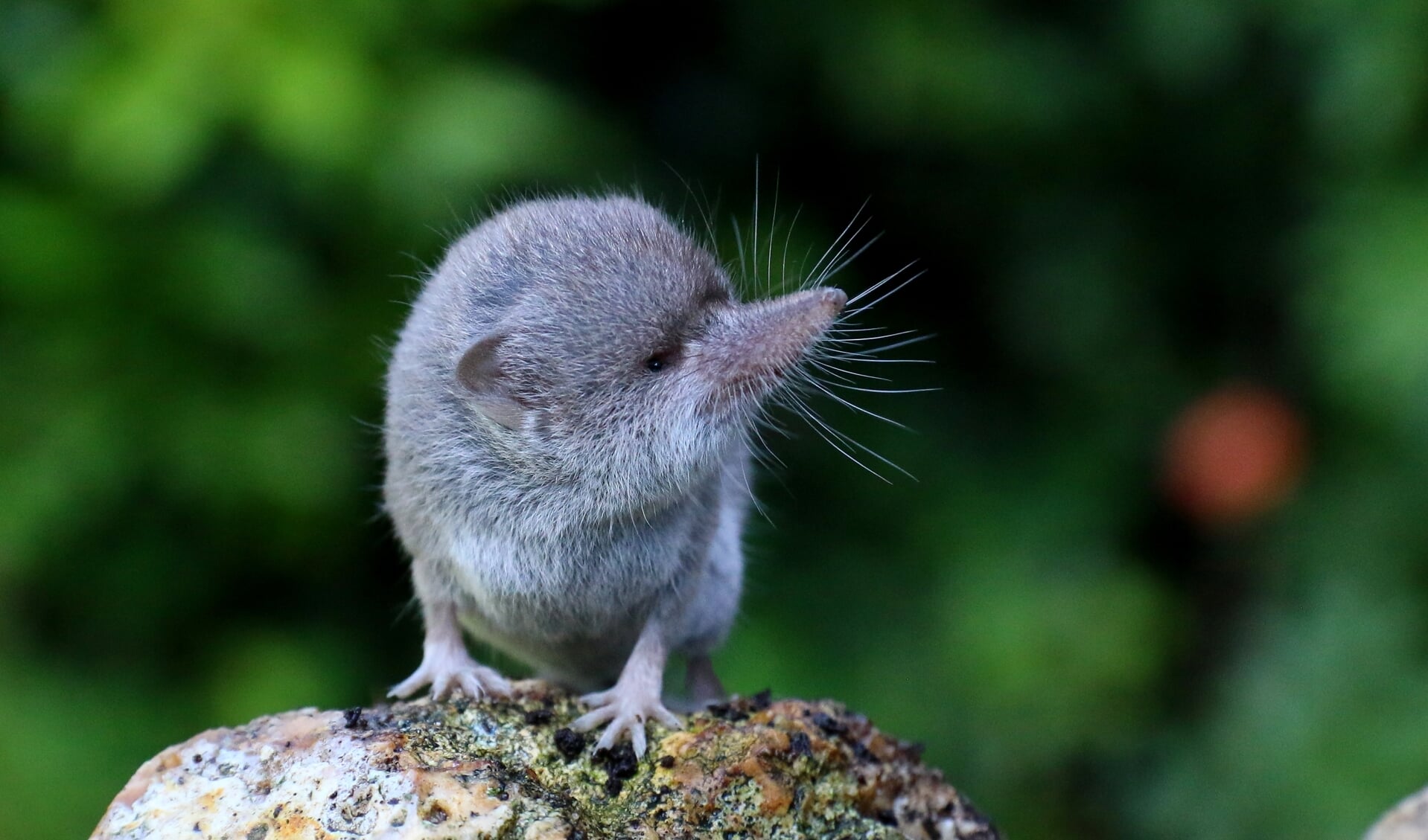 De huisspitsmuis is een roofdiertje (foto: Peter Elfferich)