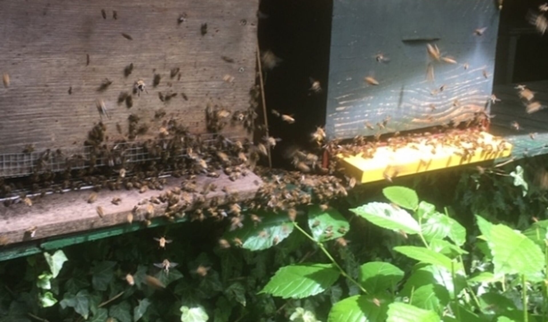 Bij warm weer en veel bloeiende planten zijn de bijen actief en vormen soms een zwerm. Foto van de kasten bij het Buitenbeest: Tije Feijen