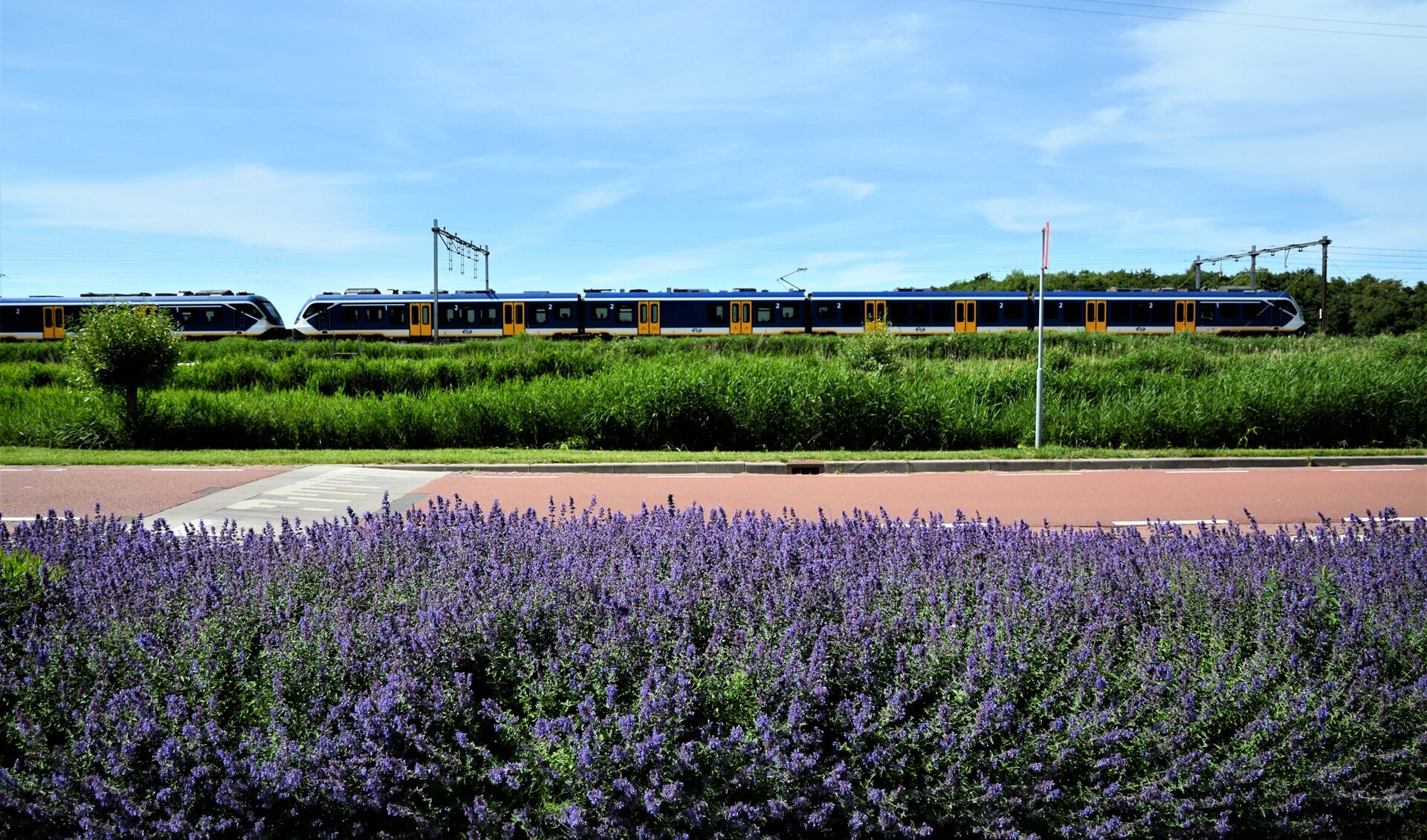 De mooie bloemende berm aan de Zijdesingel terwijl een trein passeert (foto: Iris Kaiser-Okkes).