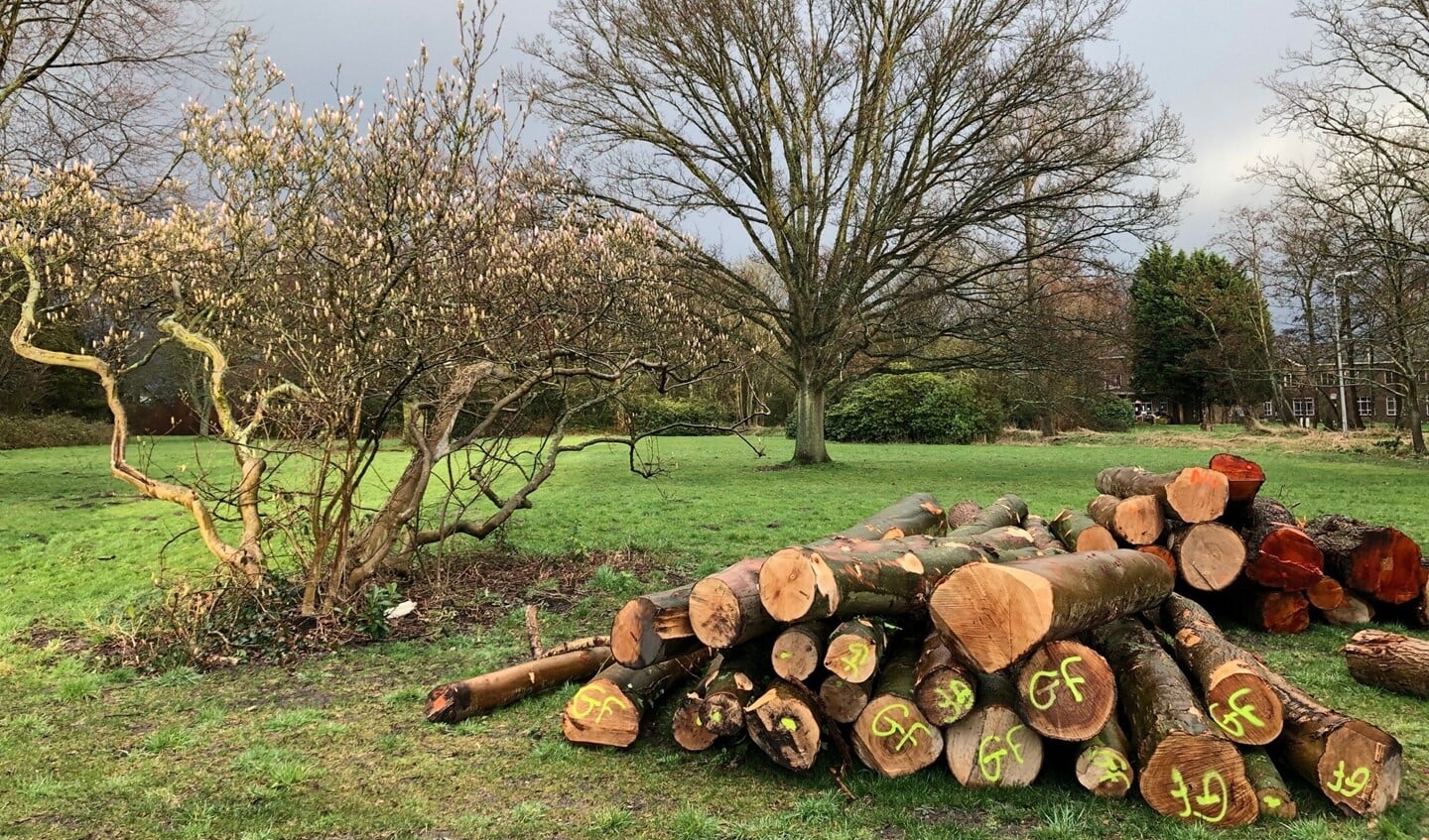 Bij de gemeente ligt een aanvraag voor een vergunning voor de gefaseerde kap van circa 900 bomen op het Landgoed Voorlei, beter bekend als Park Schakenbosch (foto: Jeanet Willemsen).