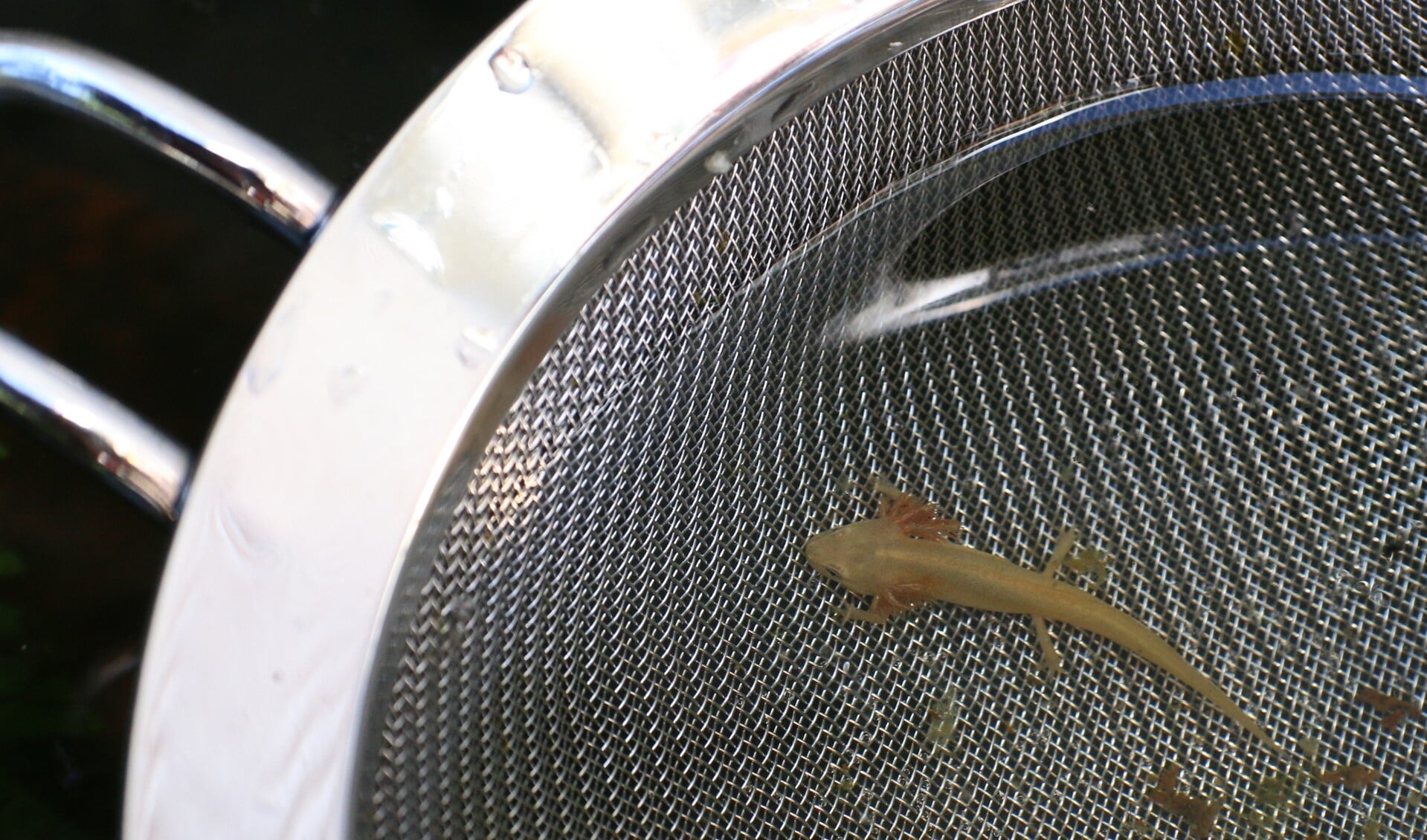 Flavistische larve van kleine watersalamander. (foto: Caroline Elfferich)