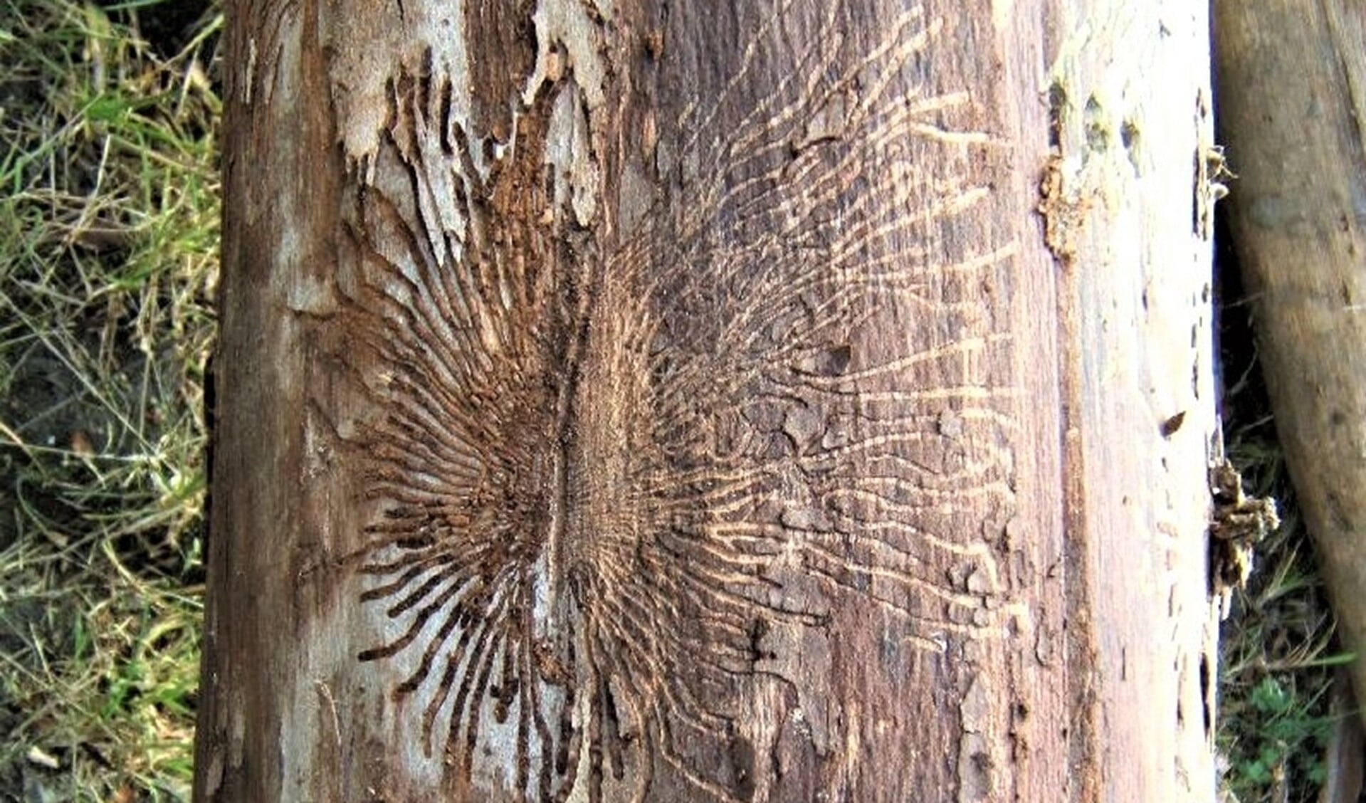 Gangen van larven van de iepenspintkever in een aangetaste boom (foto: Groenadviescentrum).