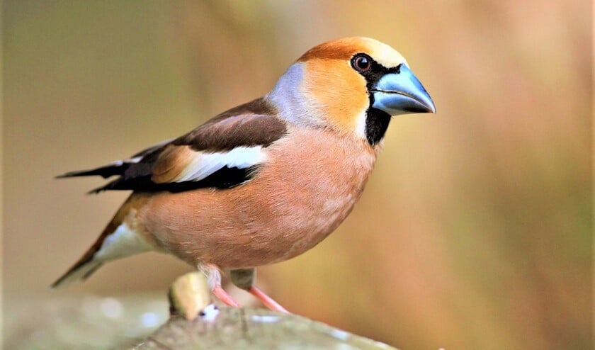 Appelvink (foto: Koos Dansen).