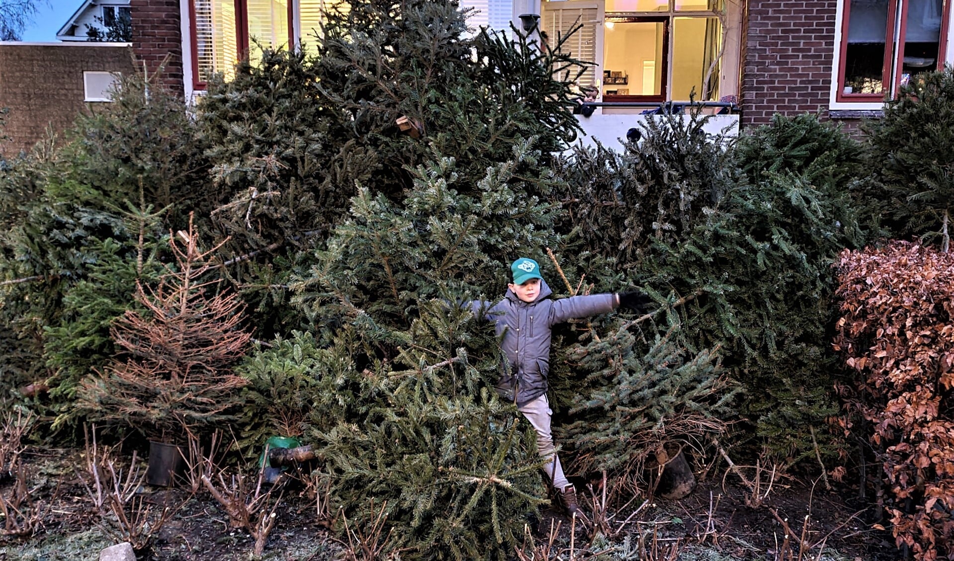 Jaylen in de grote hoop met kerstbomen die bij zijn opa in de tuin liggen opgeslagen (foto: Ap de Heus).