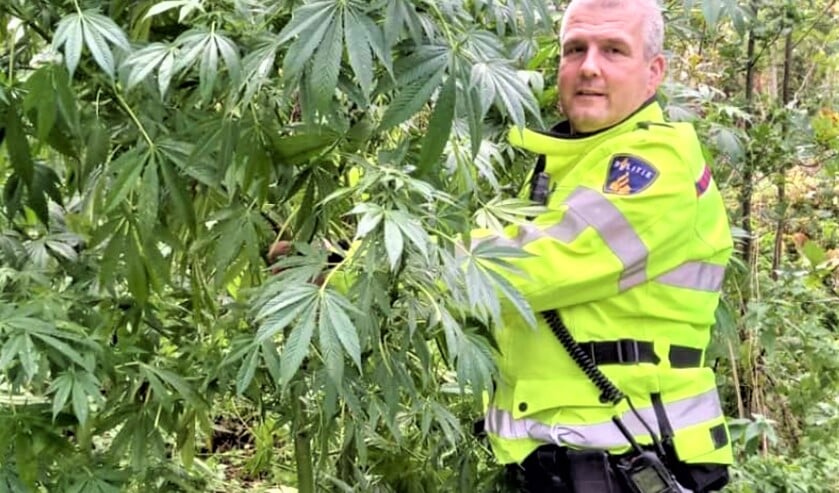 Er stonden flinke hennepplanten in de bosschages (foto: Instagram wijkagent_leidschendam).
