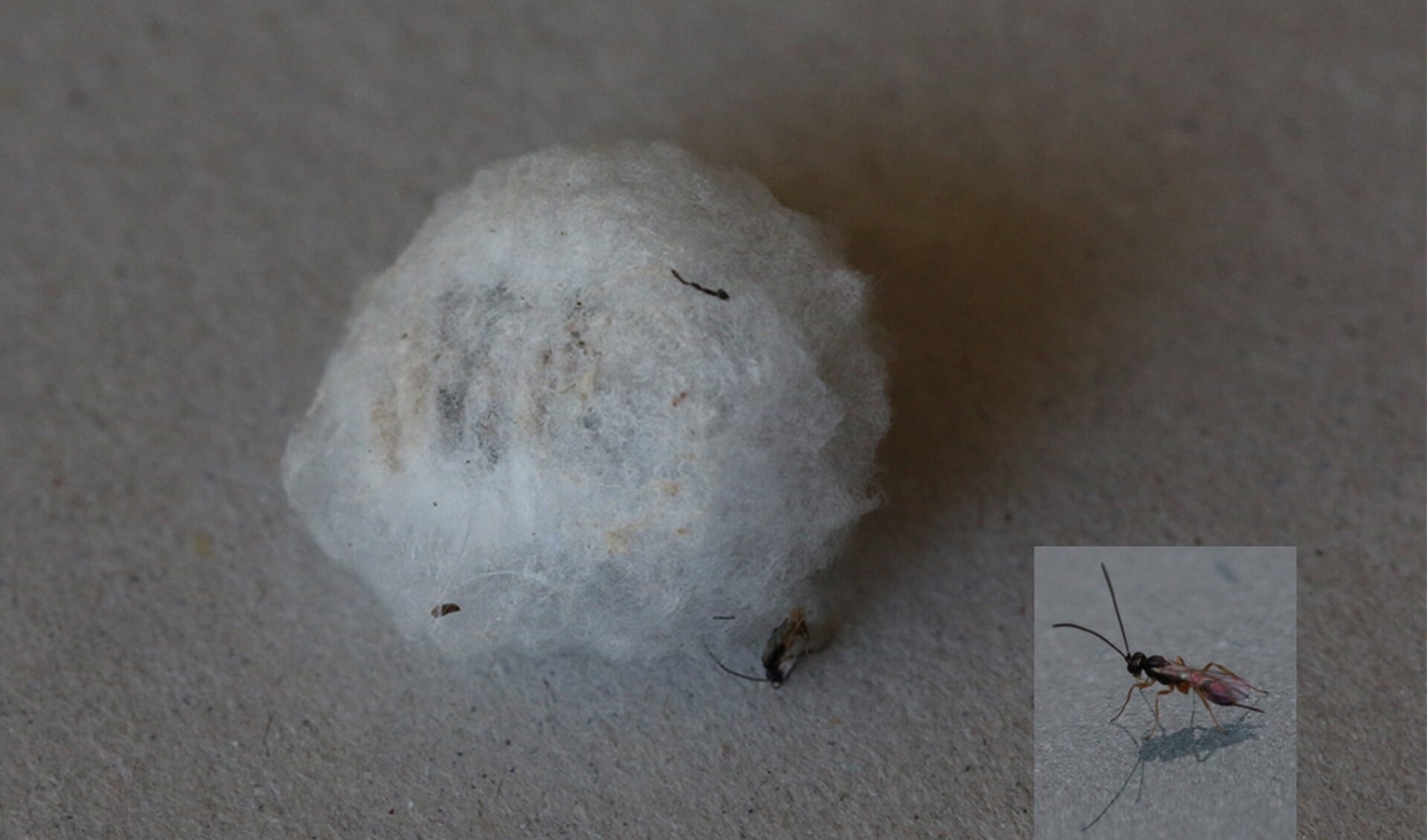 Pluizig bolletje (ca 2 centimeter) vol sluipwespen (ca 3 millimeter). Foto: Caroline Elfferich