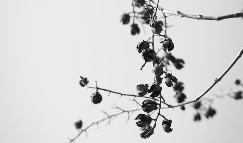 <p>Foto: Takeshi Arai</p>