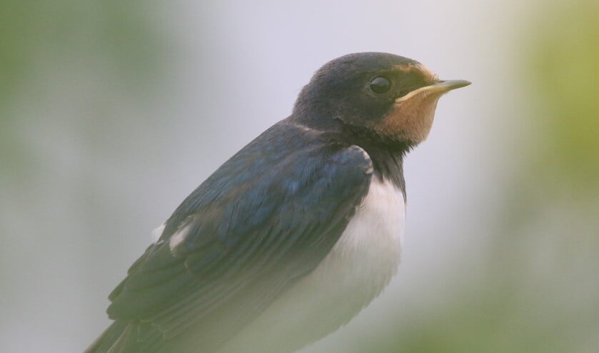<p>Boerenzwaluwen overnachten op doorreis in het riet. (foto: Peter Elfferich) </p>
