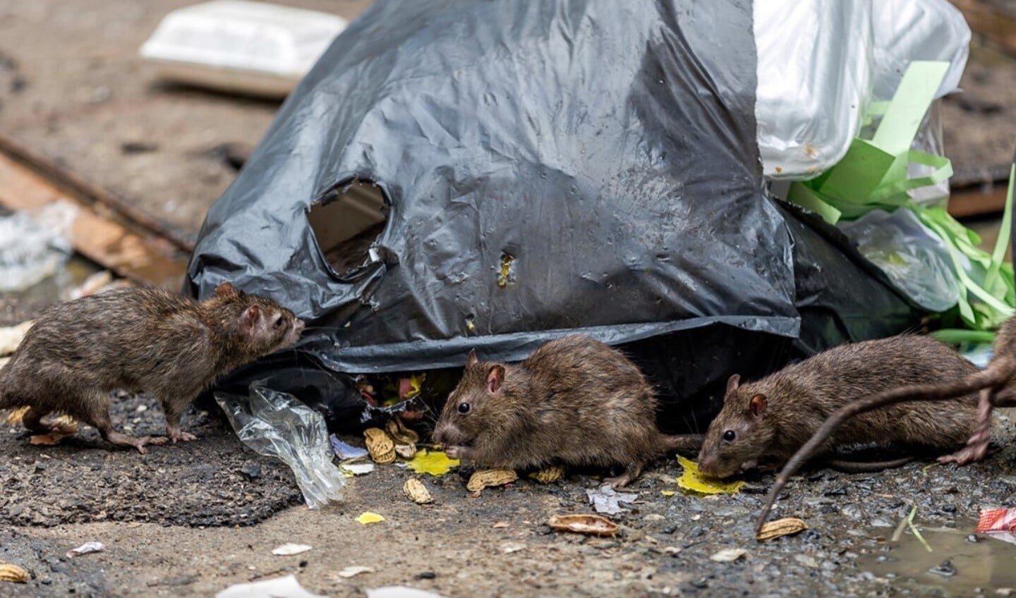 Ratten komen af op etenresten in kapotte vuilniszakken (foto: iStock).