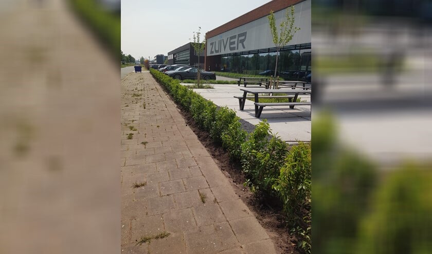 Tuinhaag heeft zowel hoge als lage heggen.