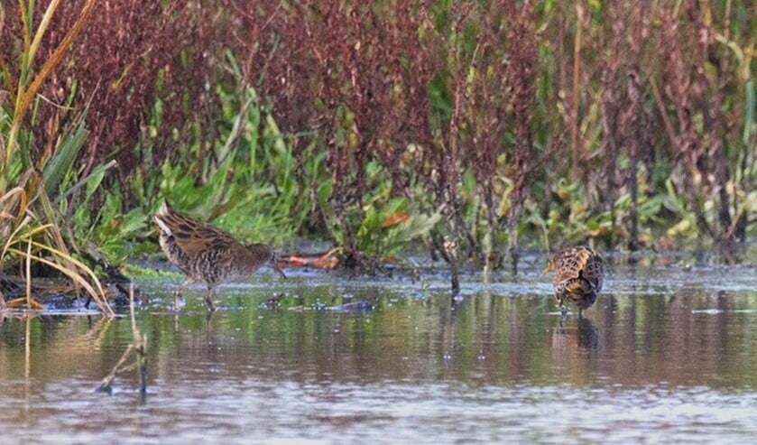 Een waterral en een porseleinhoen in één beeld vangen is echt een mazzeltje.